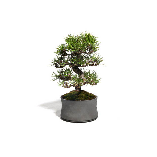 黒松　-Japanese black pine-　（推定樹齢30年） 詳細画像